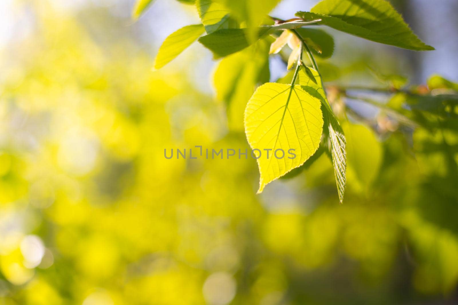 A branch with green leaves is illuminated by the sun . Spring. Young leaves. Natural background. Copy space. Printed products