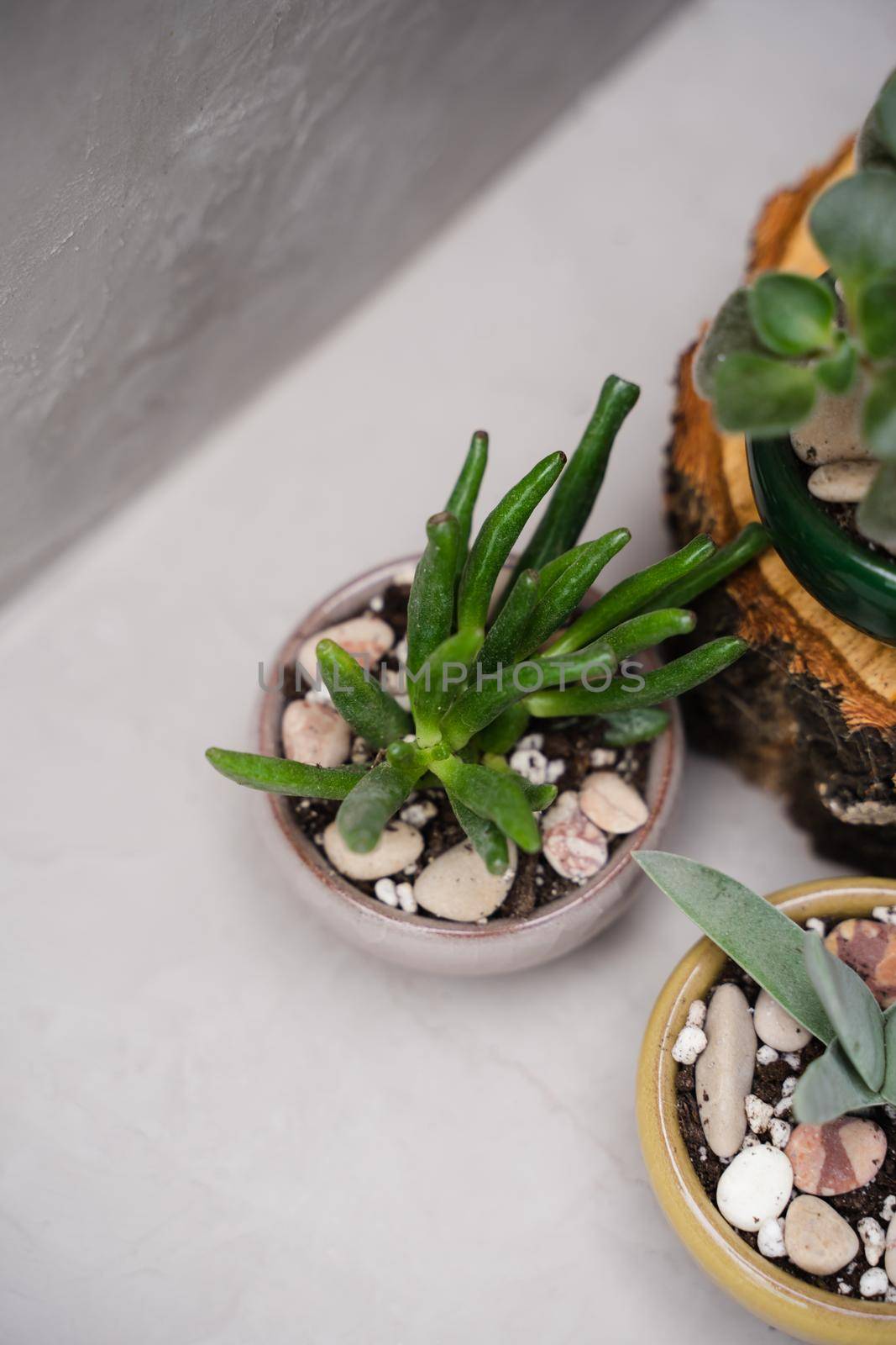 A large set of indoor succulents. Cacti and succulents in small ceramic pots. Sale or exhibition of plants. Vertical photo.