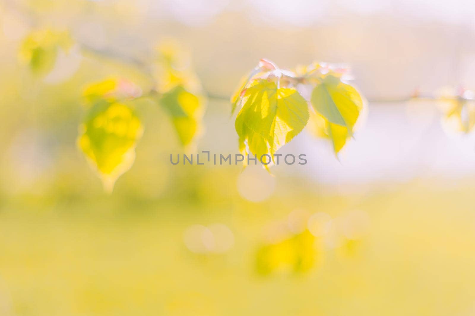 A branch with green leaves is illuminated by the sun . Spring. Young leaves. Natural background. Copy space. Printed products