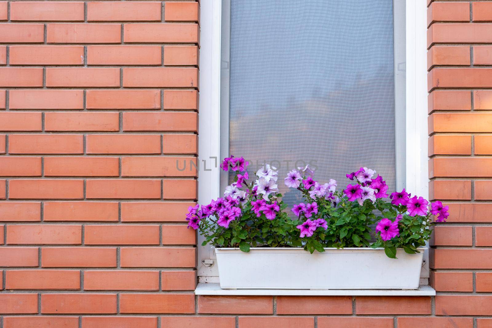 Flowers in a box on the windowsill of a residential building. A red brick house. Copy space by Serhii_Voroshchuk