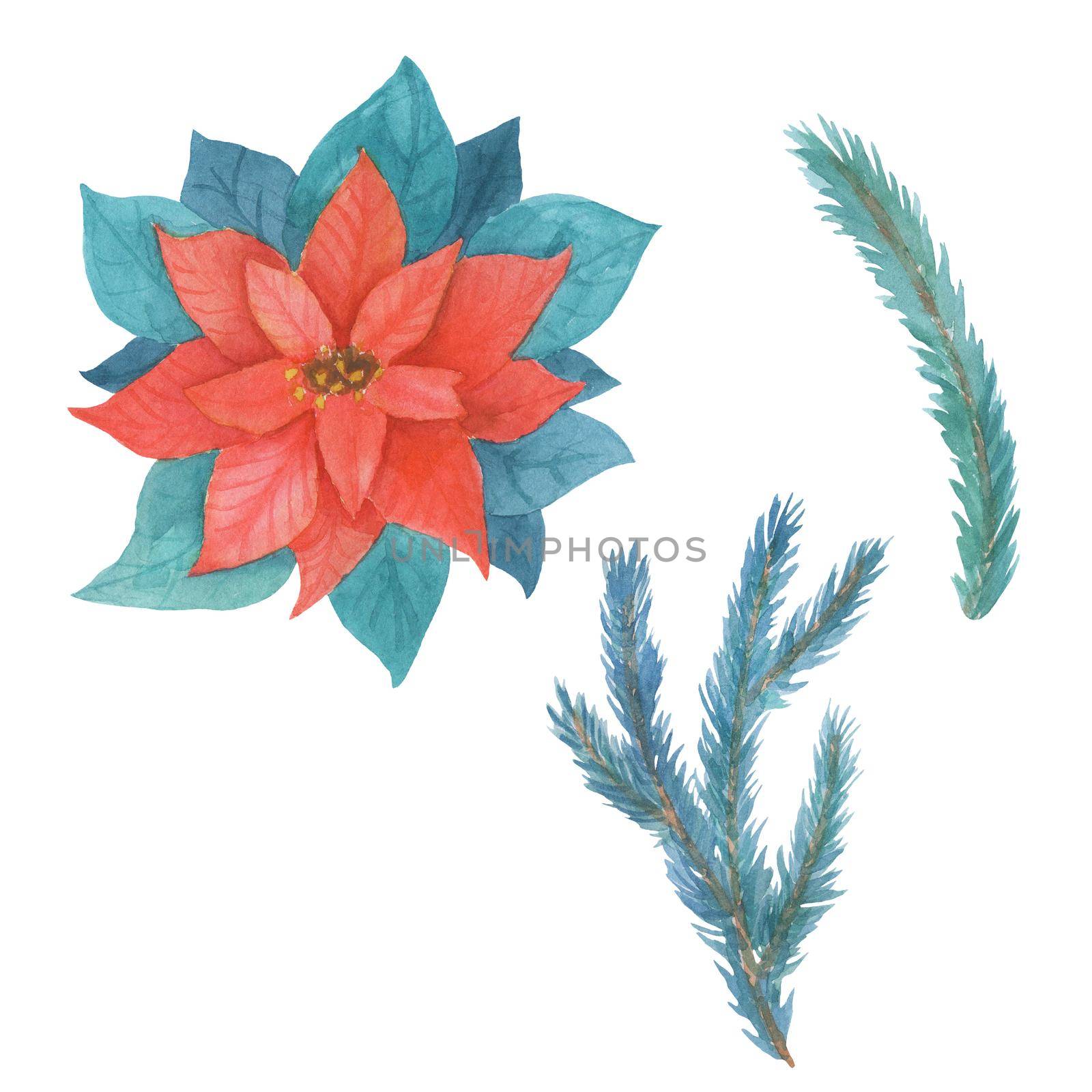 Poinsettia Flower and Fir Tree Branch Set. Watercolor illustration isolated on white by ElenaPlatova