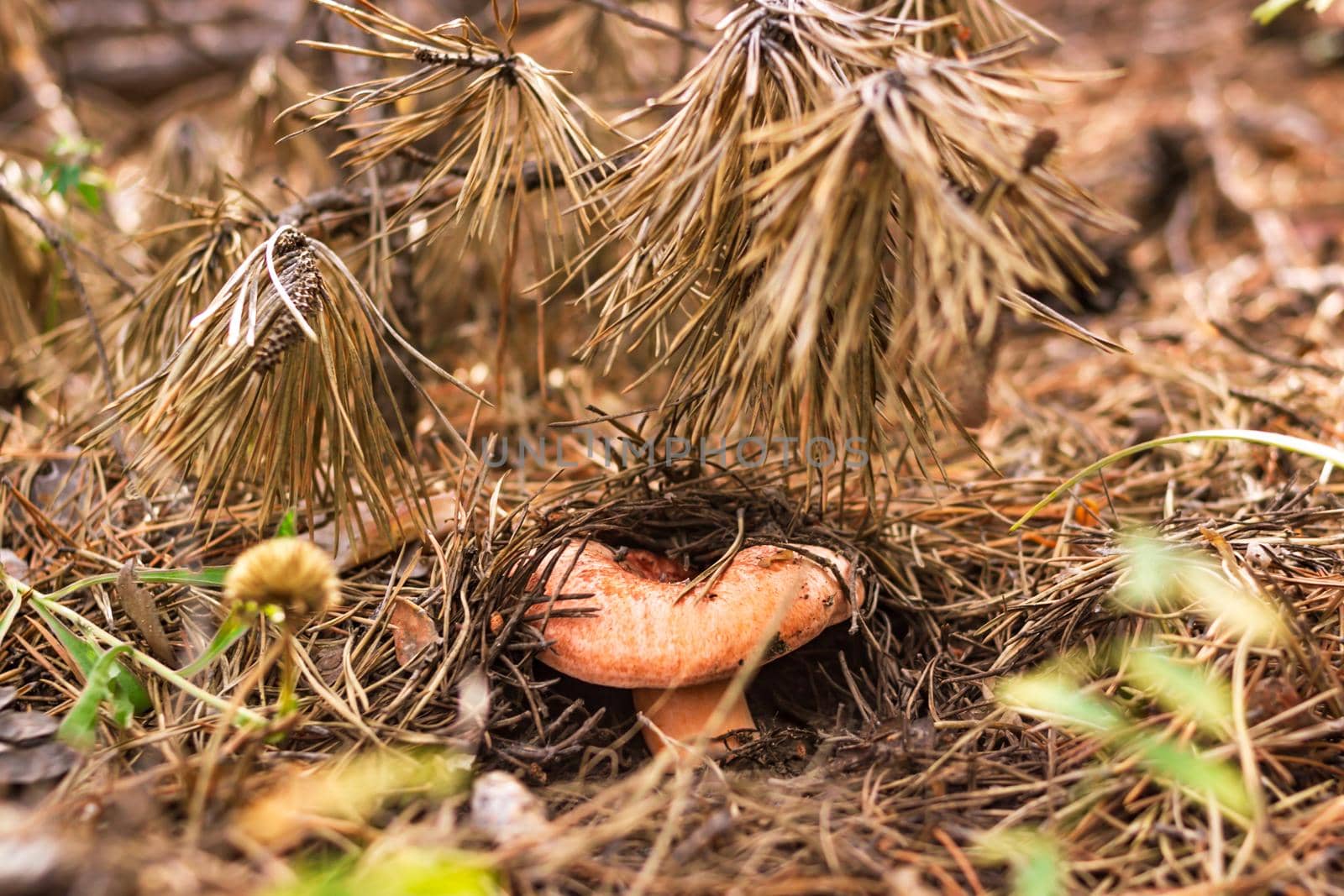 Saffron milk cap, Lactarius deliciosus, grows among fallen needles in coniferous forest, mushroom picking season, selective focus, close up