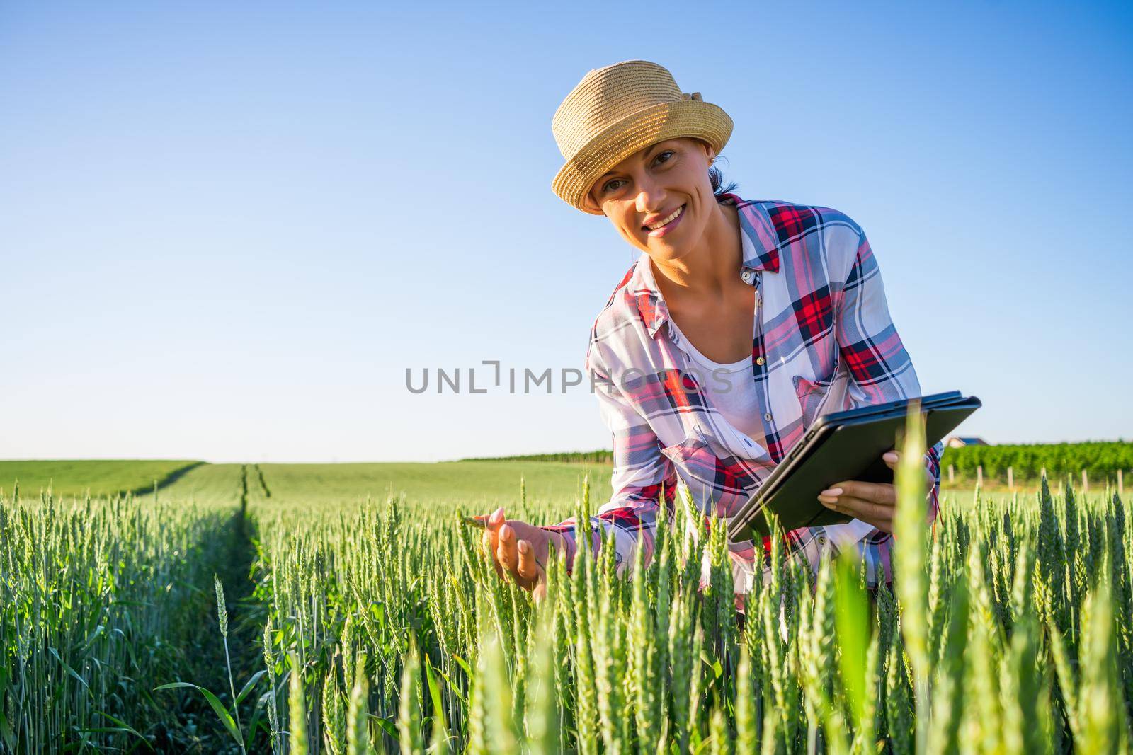 Woman is cultivating barley on his land. She is examining progress of crops.