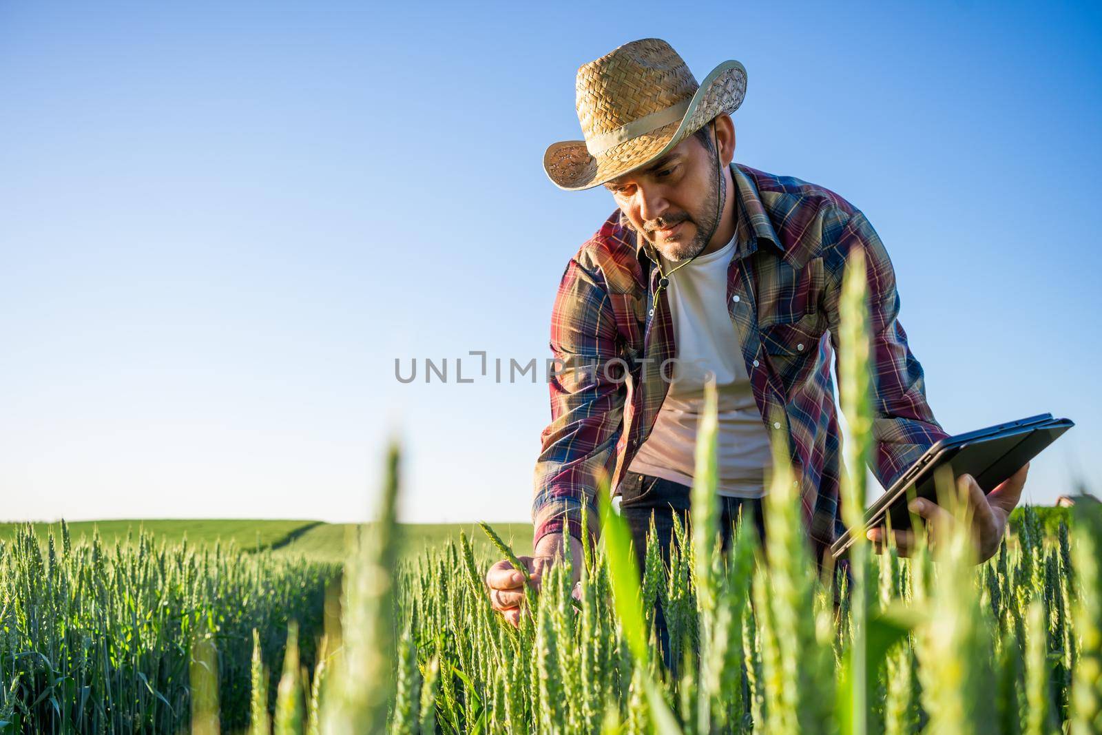 Man is cultivating barley on his land. He is examining progress of crops.
