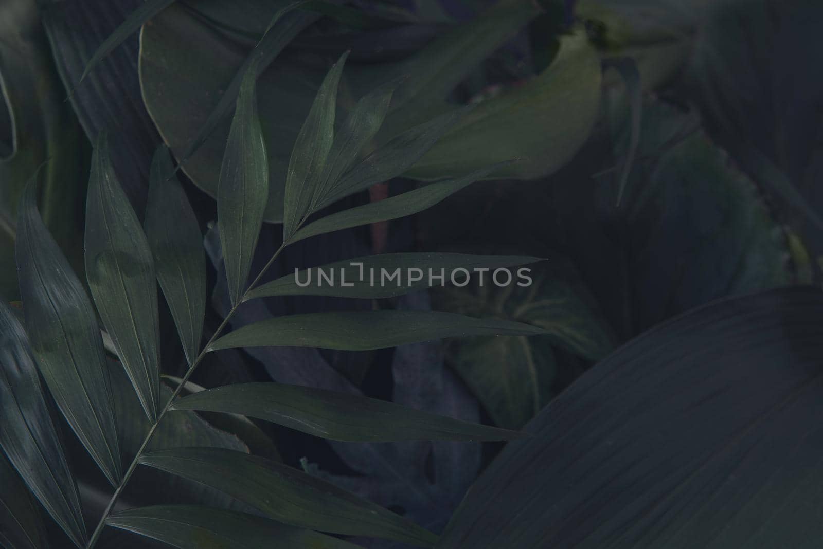 tropican green background. urban jungle concept