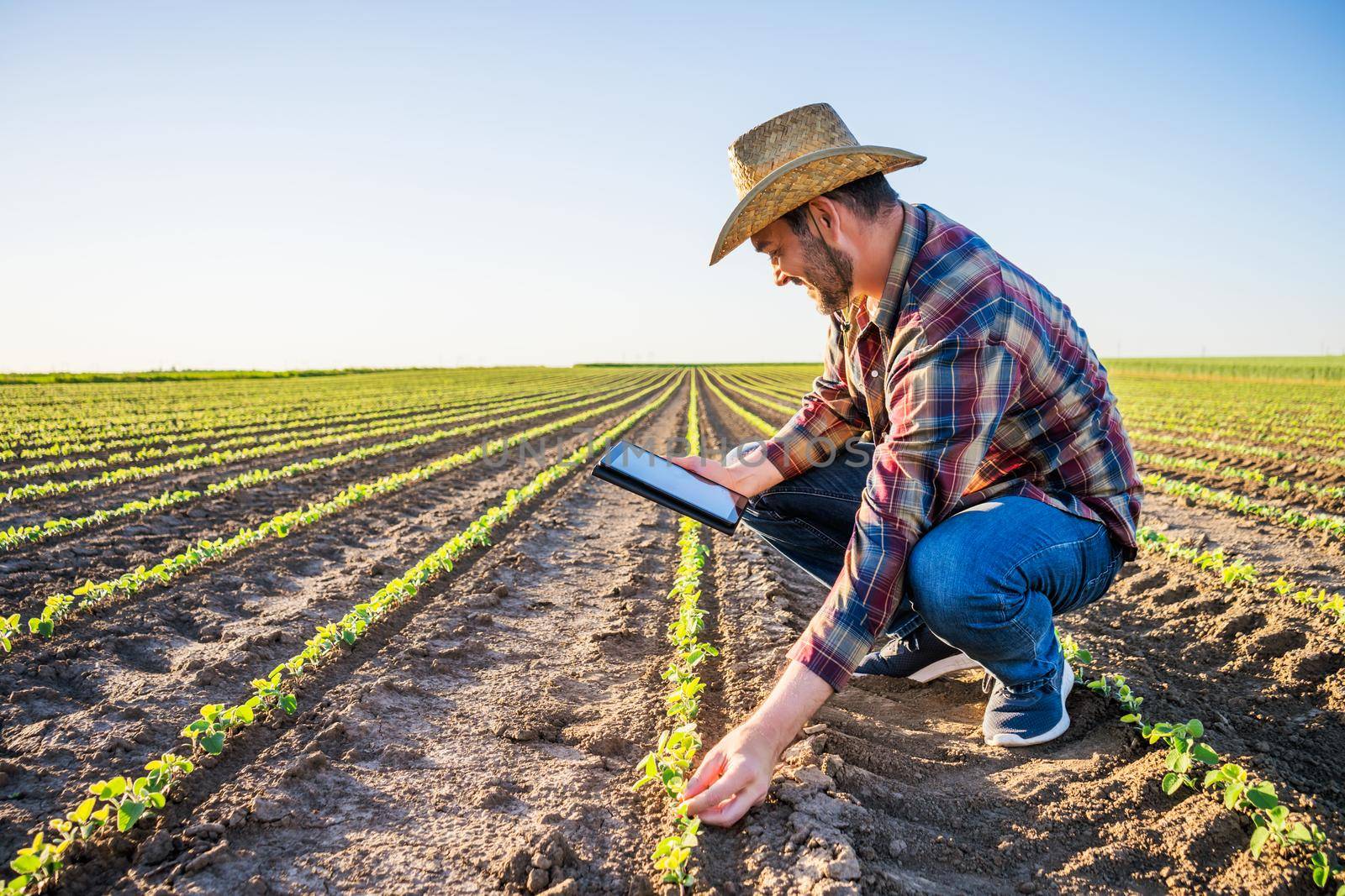 Farmer is cultivating soybean on his land. He is examining progress of crops.