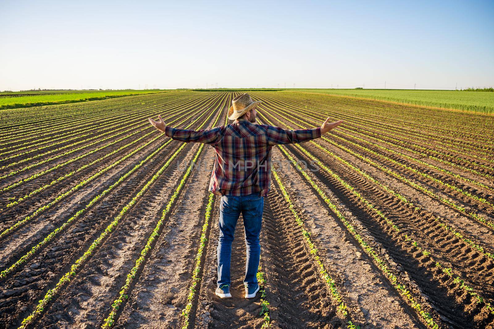 Farmer is cultivating soybean on his land.