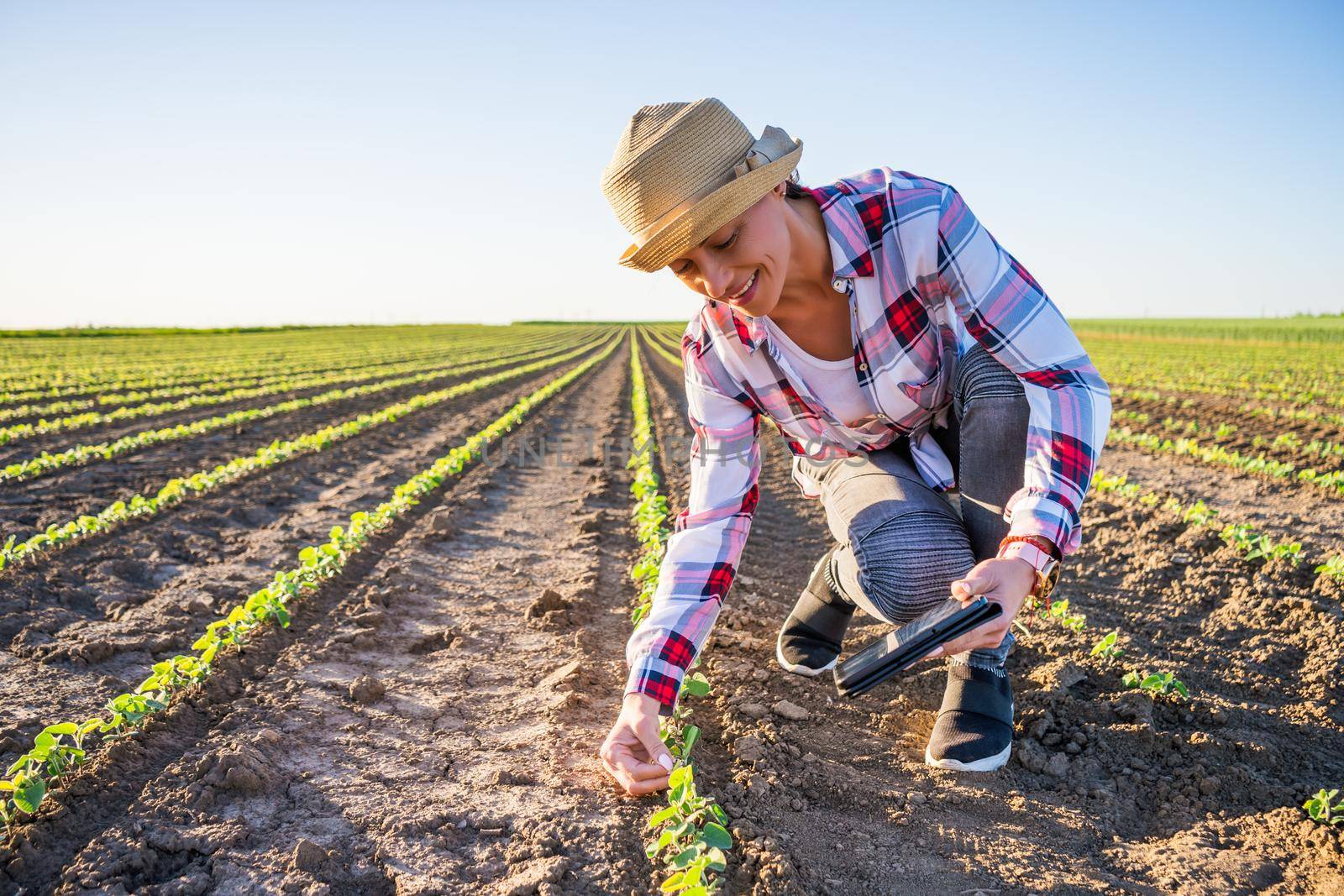 Female farmer is cultivating soybean on her land. She is examining progress of crops.