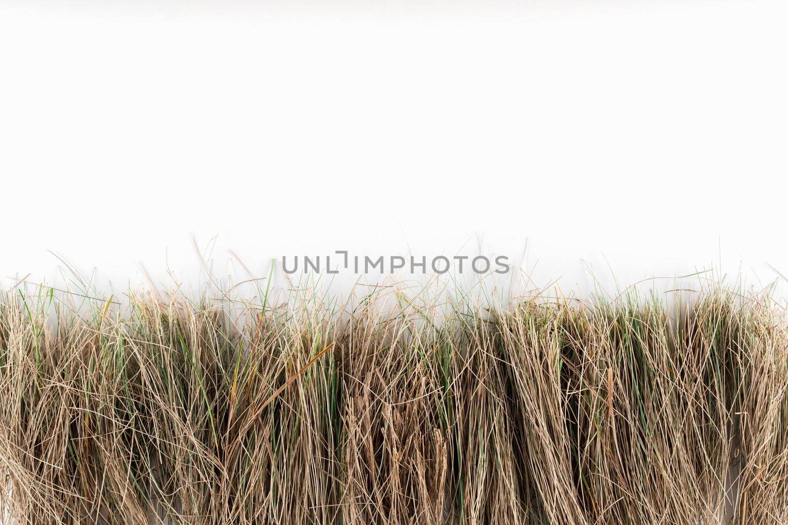 background with dry grass on white background with space for text