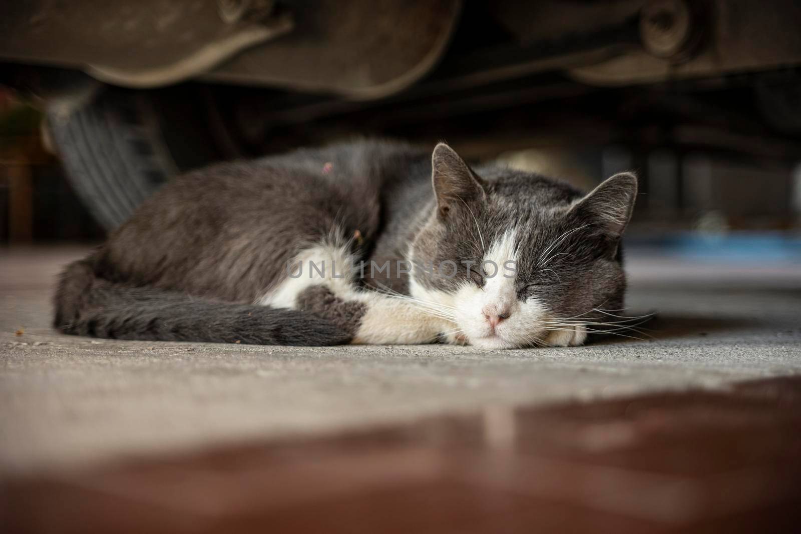 Cat sleep under the car by pippocarlot