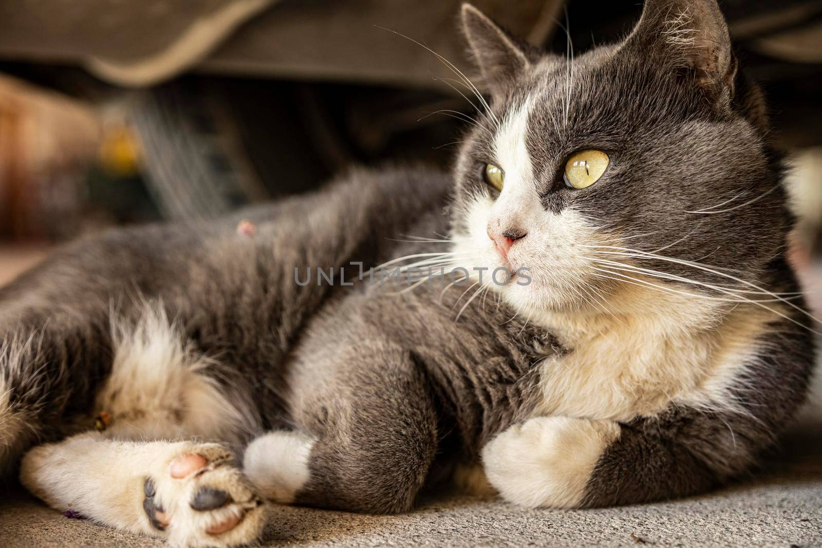 Cute Gray Domestic Cat sleep on the floor - Domestic cat portrait close up shot