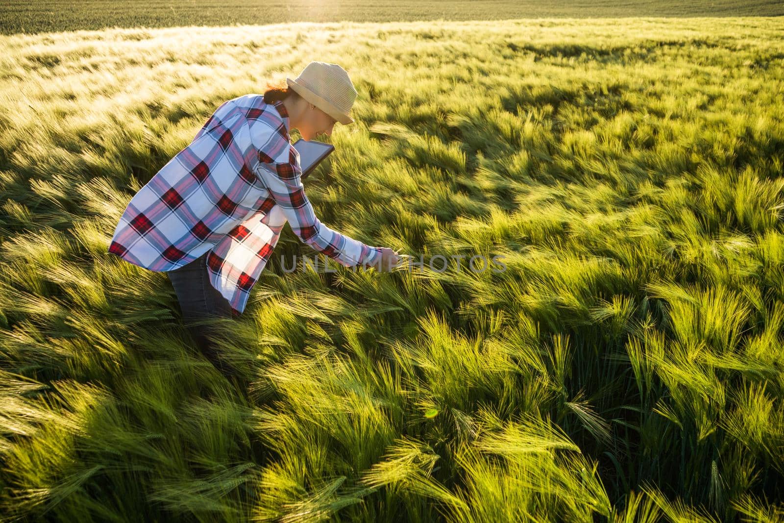 Female agronomist is examining progress of barley crops.