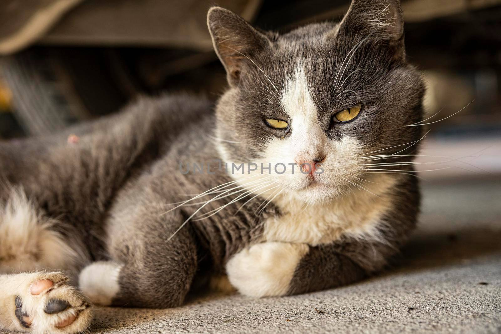 Cute Gray Domestic Cat sleep on the floor - Domestic cat portrait close up shot