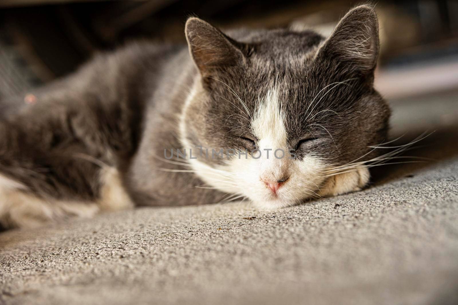 Cute Gray Domestic Cat sleep on the floor - Domestic cat portrait close up shot