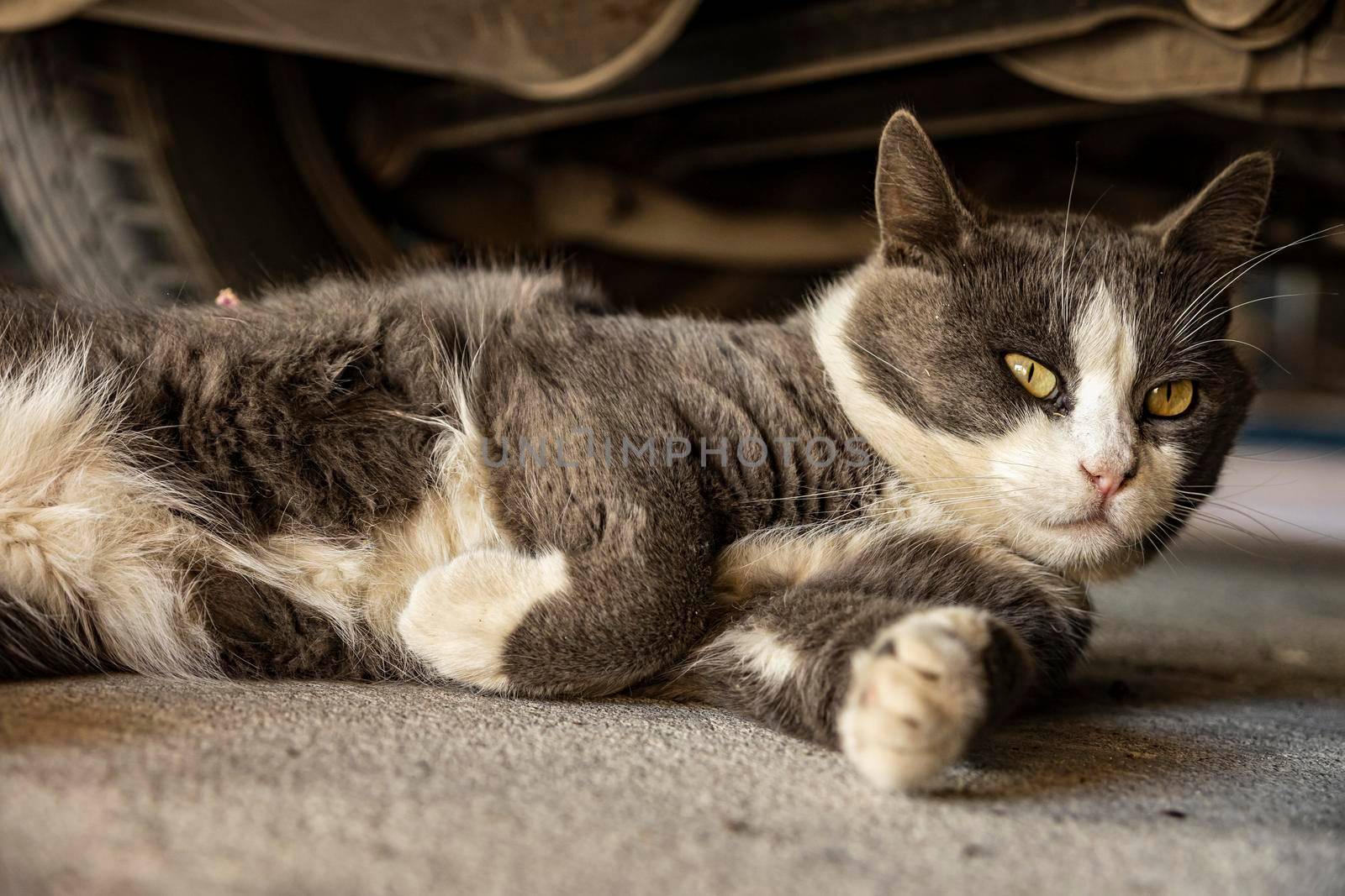 Cute Gray Domestic Cat sleep on the floor by pippocarlot