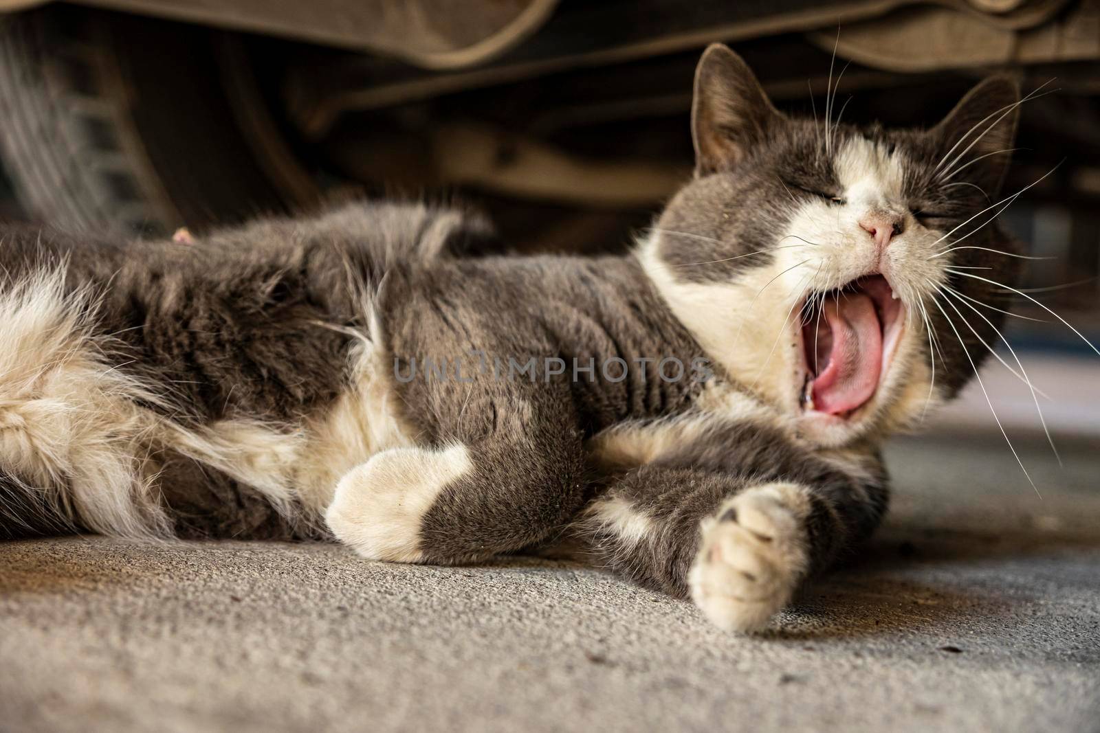 Cute Gray Domestic Cat yawns by pippocarlot