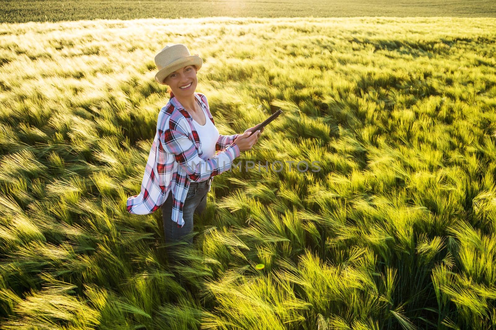 Female agronomist is examining progress of barley crops.