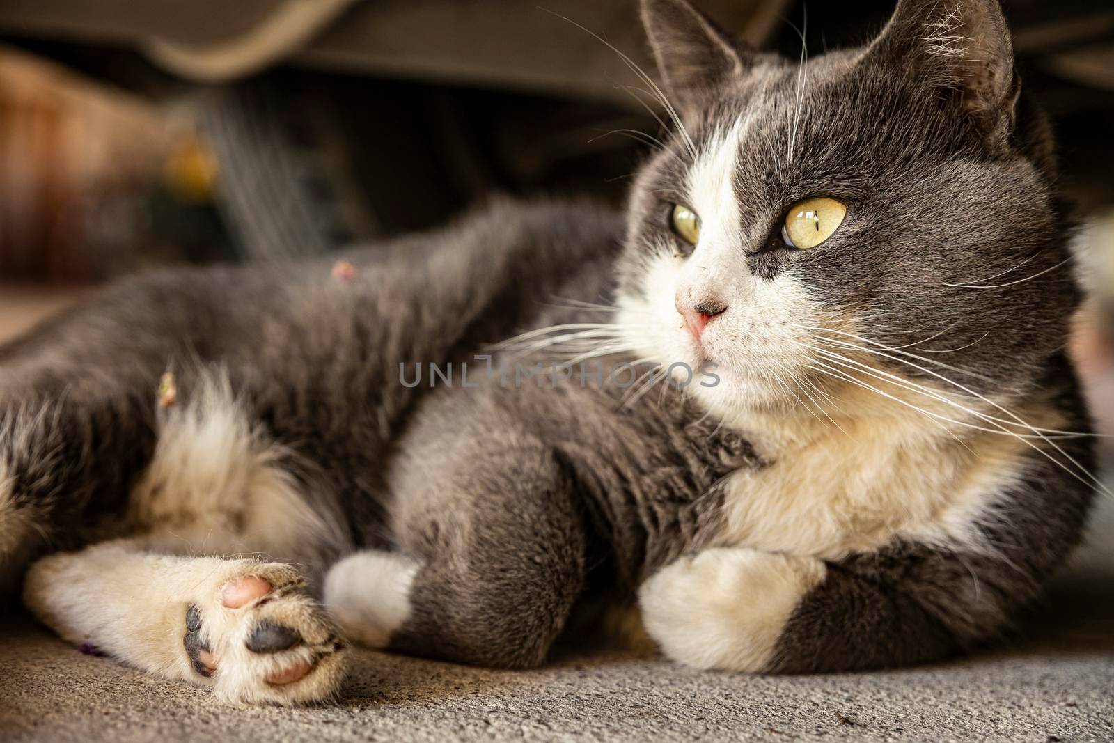 Cute Gray Domestic Cat sleep on the floor - Domestic cat portrait close up shot
