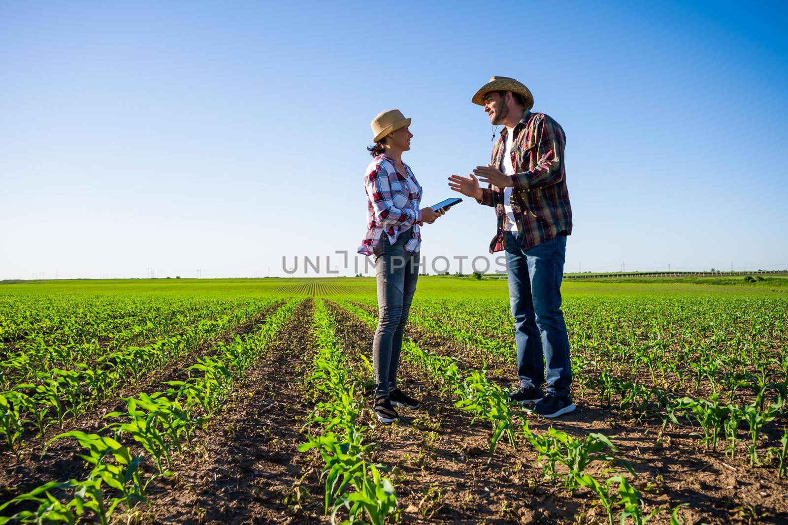 Man and woman are working together in partnership. They are cultivating corn.