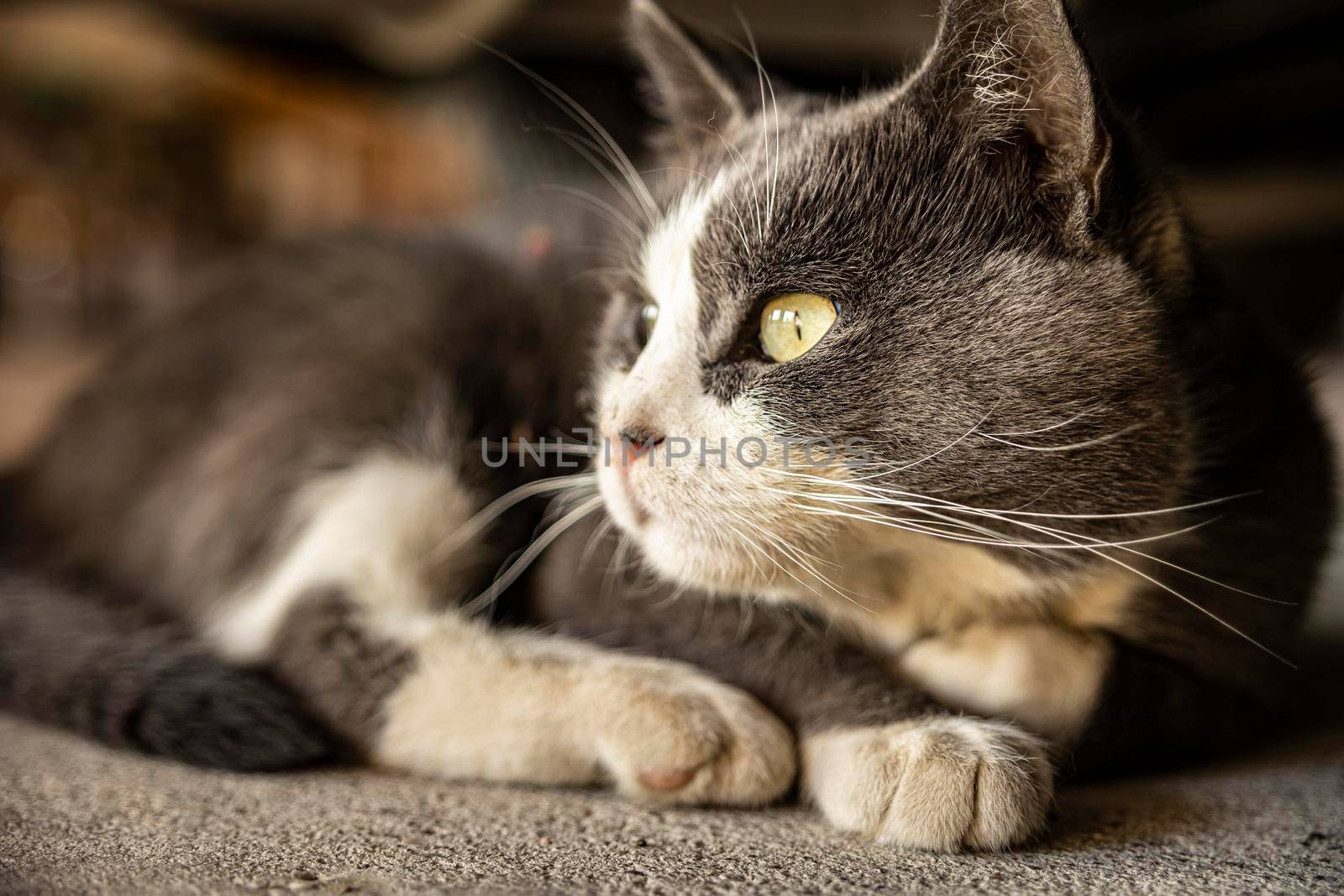 Cute Gray Domestic Cat sleep on the floor by pippocarlot