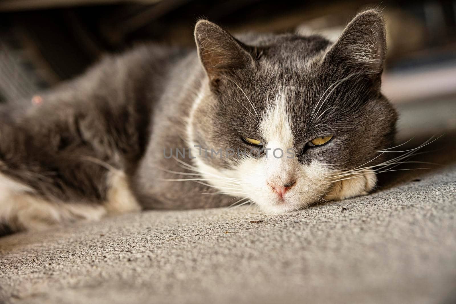 Cute Gray Domestic Cat sleep on the floor - Domestic cat portrait close up shot