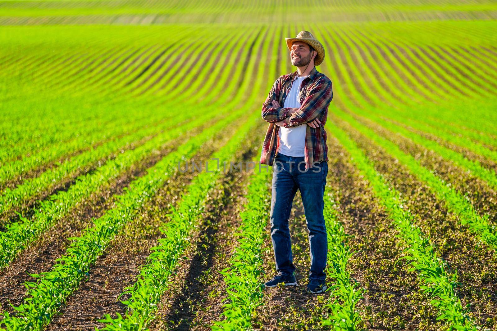 Farmer is cultivating corn on his land.