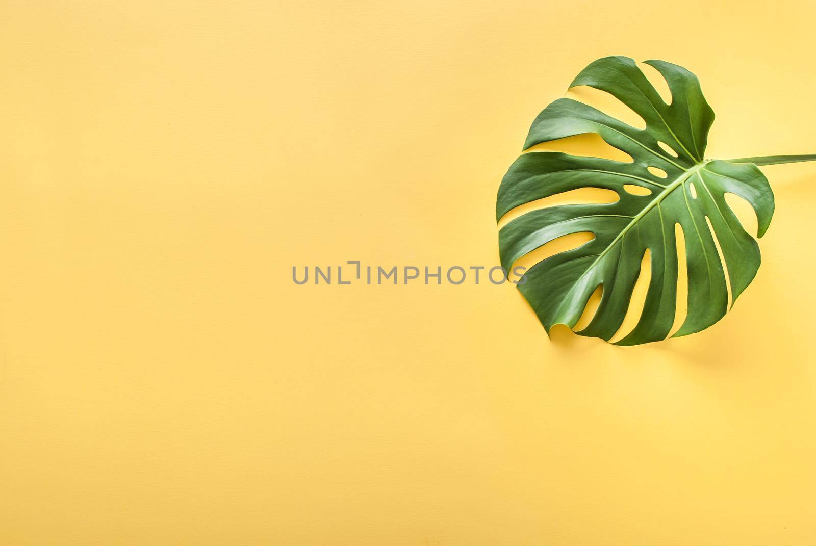 monstera leaf on a yellow background by maramorosz