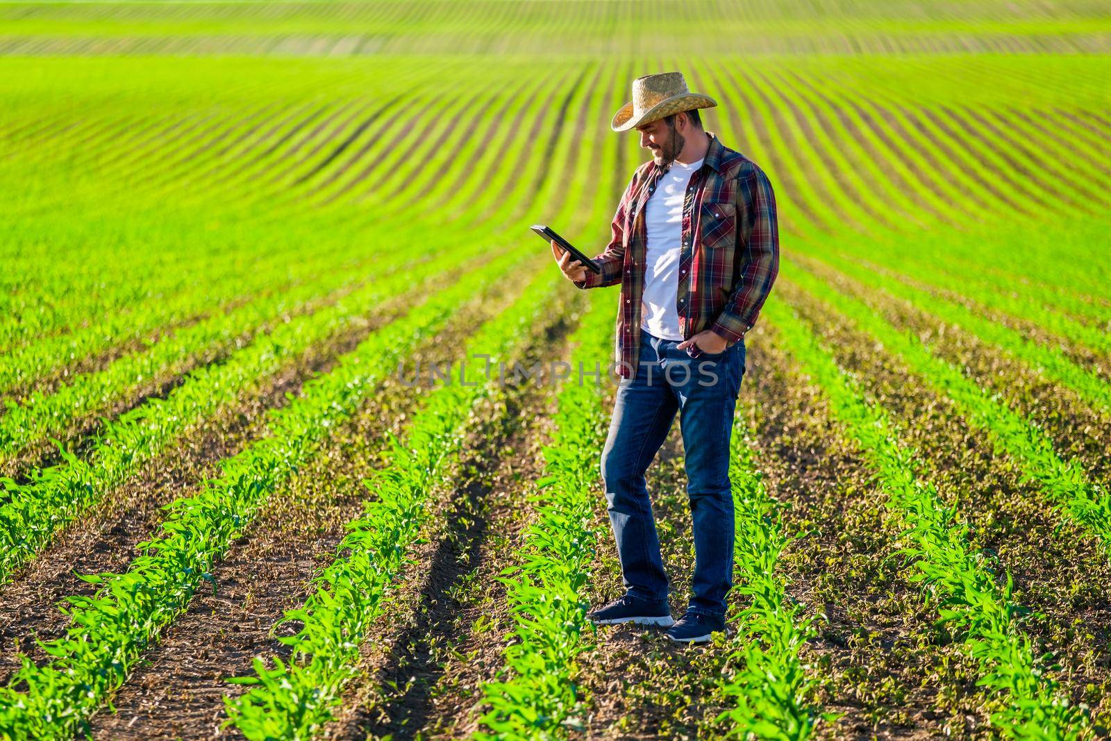 Farmer is cultivating corn on her land. He is examining progress of crops.