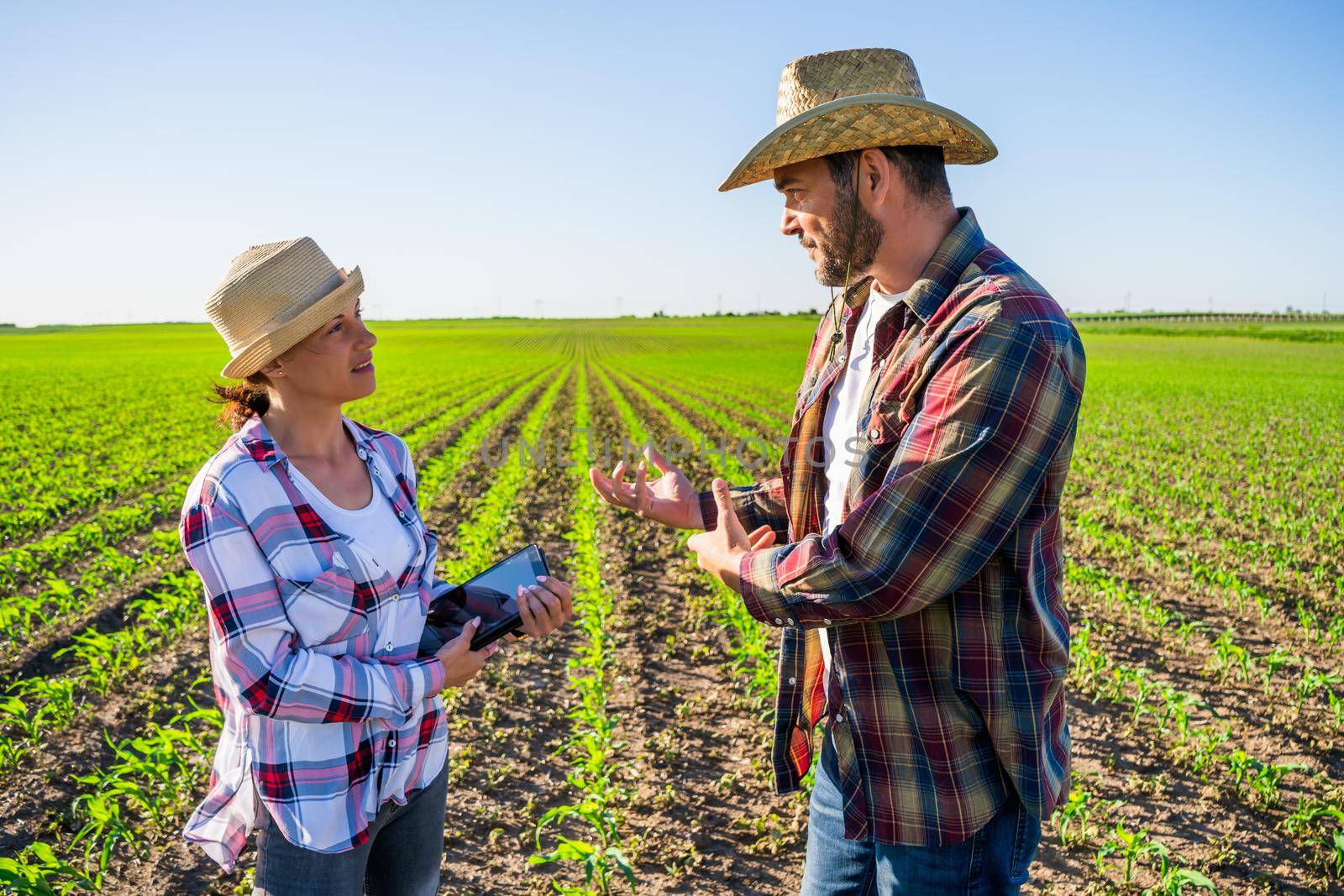 Man and woman are working together in partnership. They are cultivating corn.