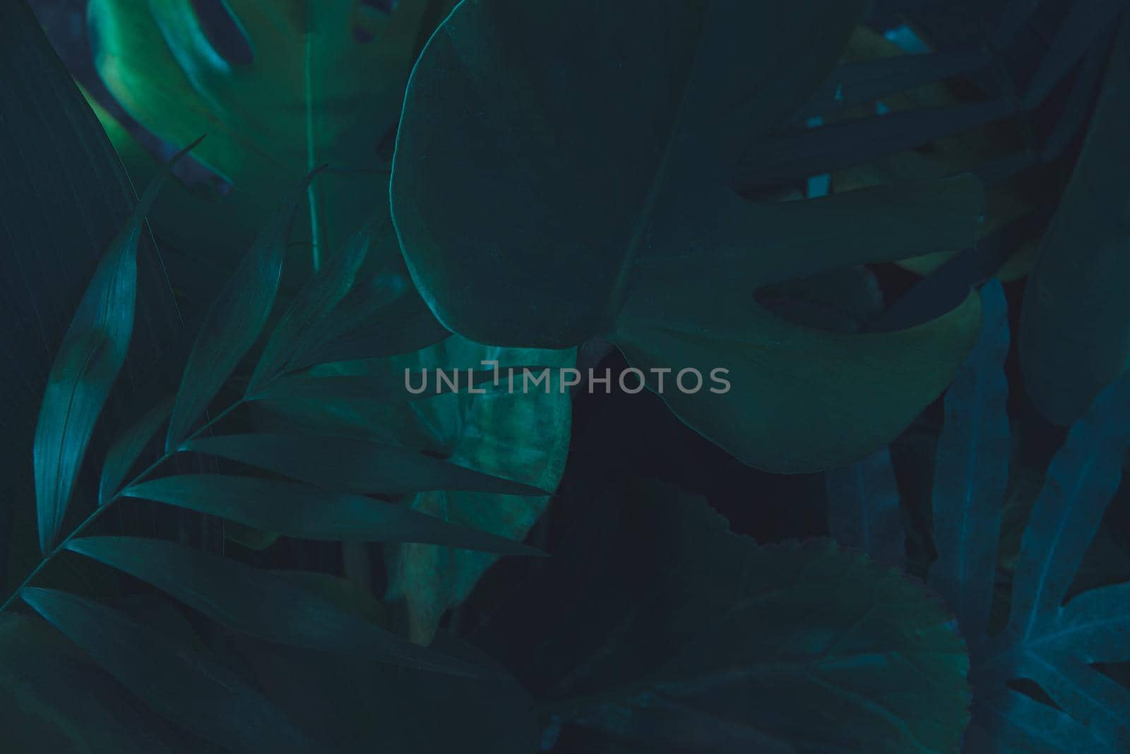 tropican green background. urban jungle by maramorosz