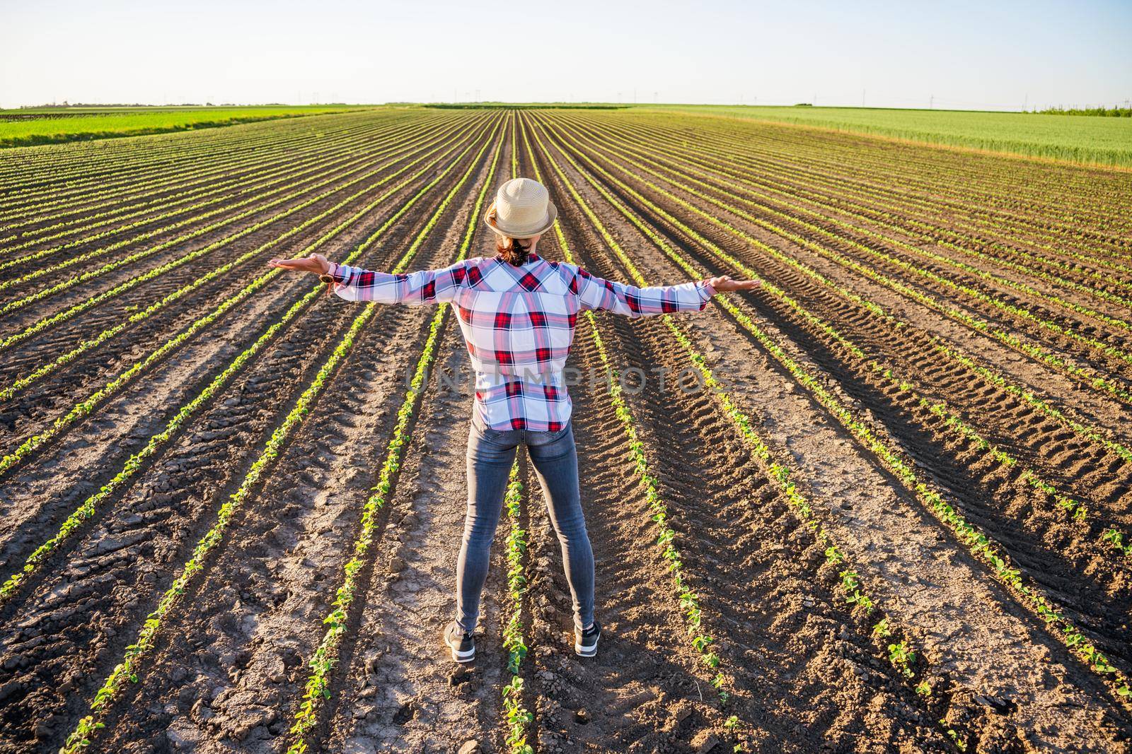 Female farmer is cultivating soybean on her land.