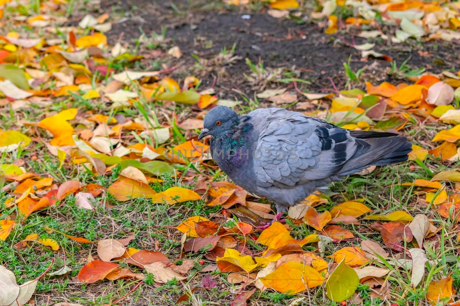 Lonely dove looking for food surrounded by autumn foliage by Skaron