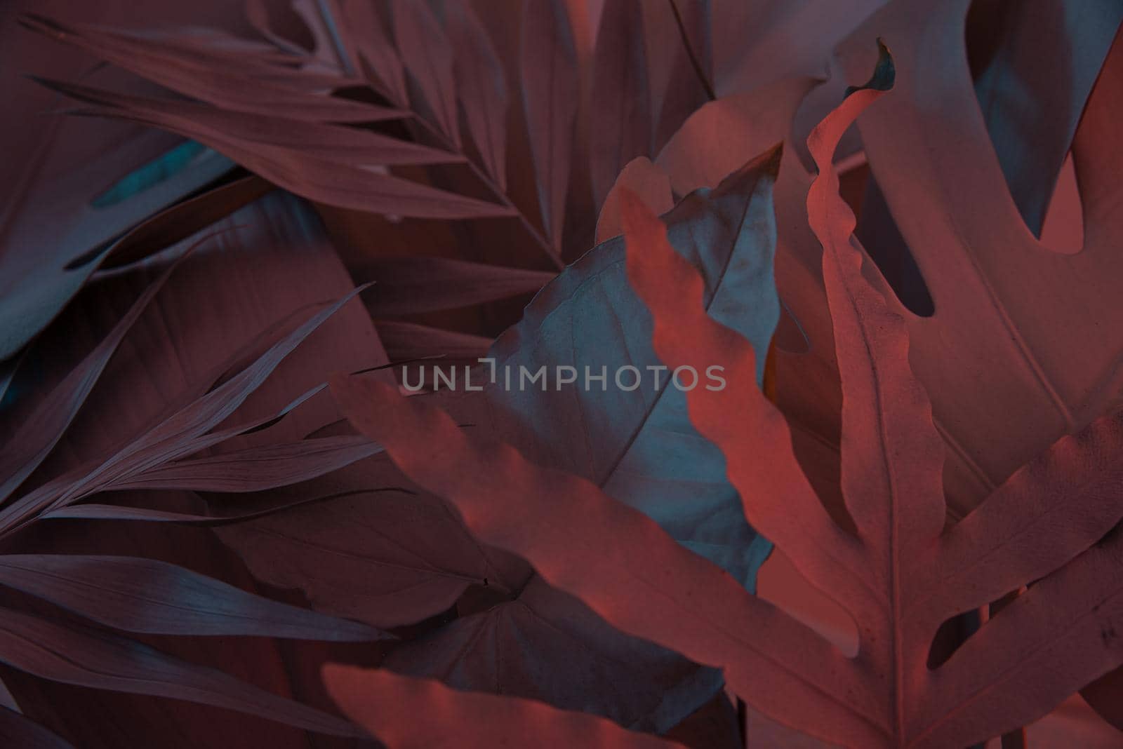 floral tropical background made with leaves and blue and red lights. creative idea