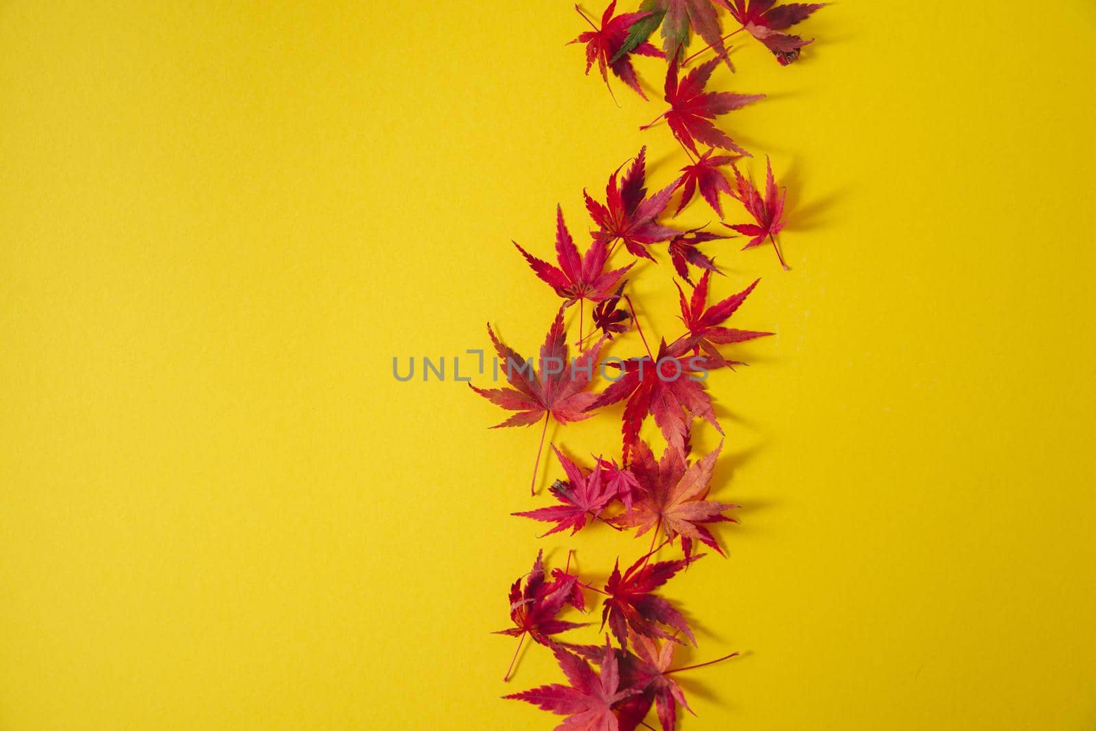 outumn bright leaves on yellow background with copy space. creative concept