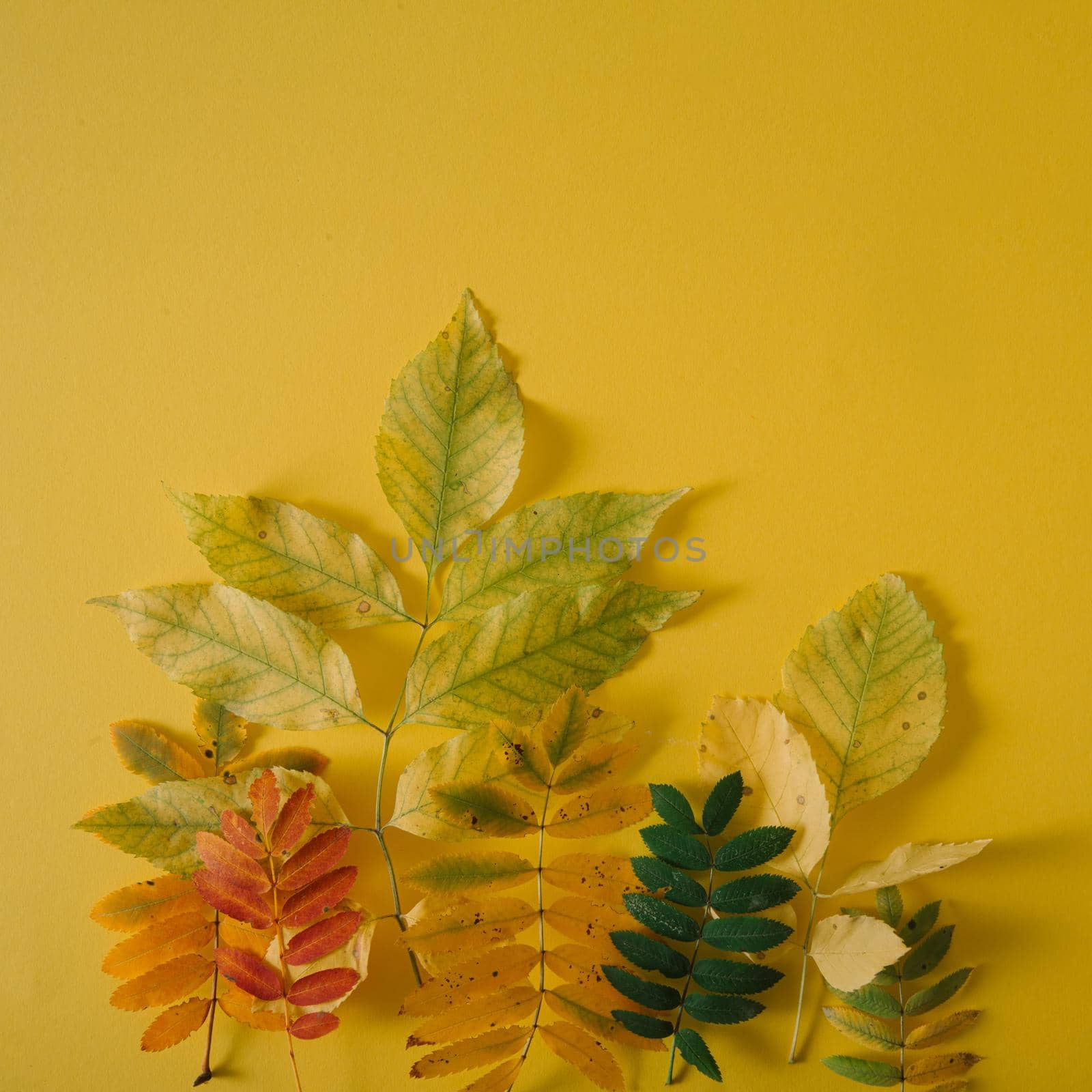 outumn bright leaves on yellow background. creative concept