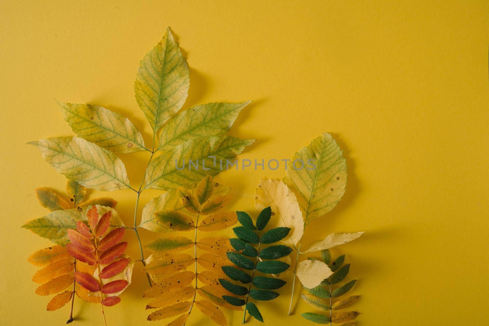 outumn bright leaves on yellow background. creative concept