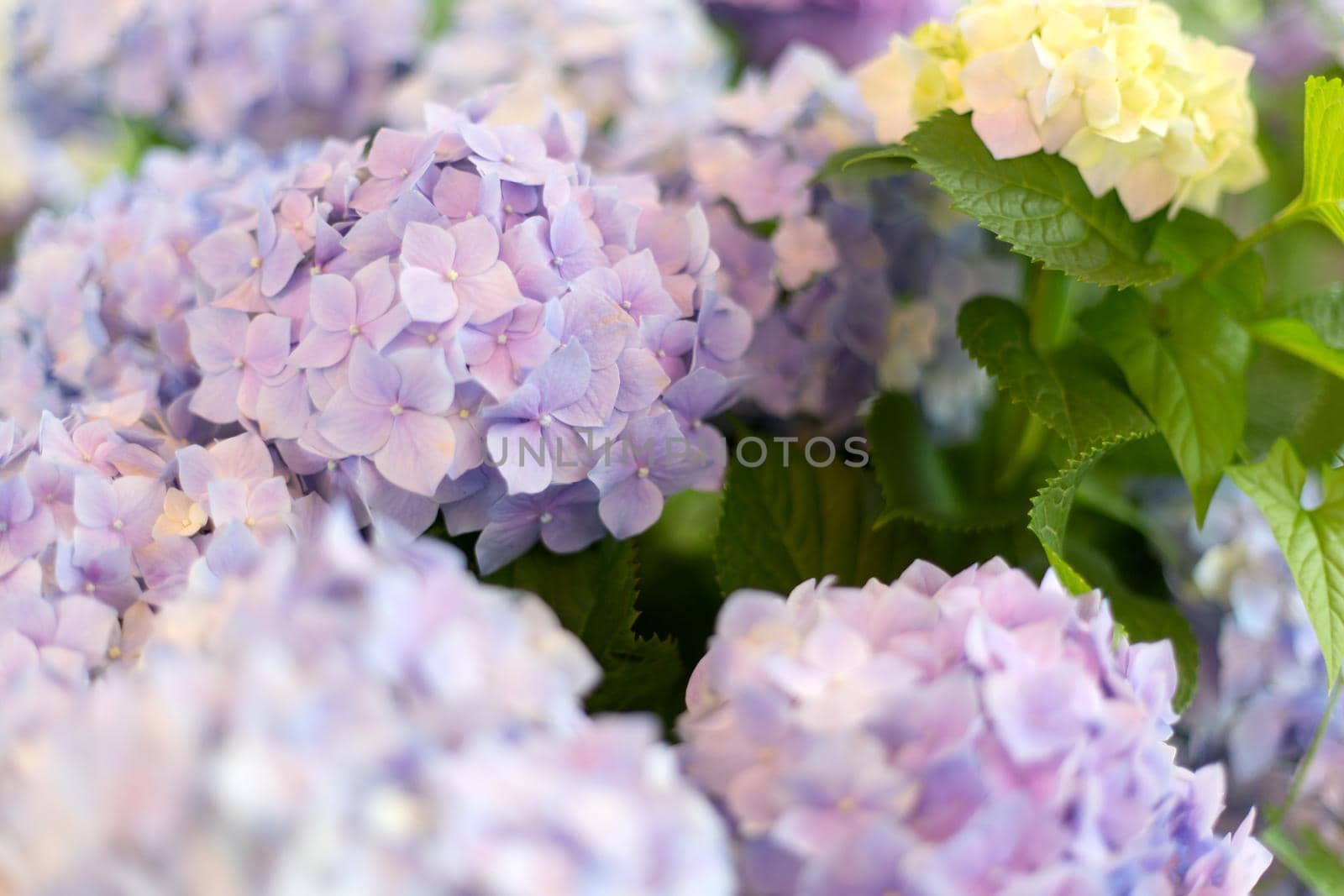 Fresh hortensia bright blue flowers and green leaves background