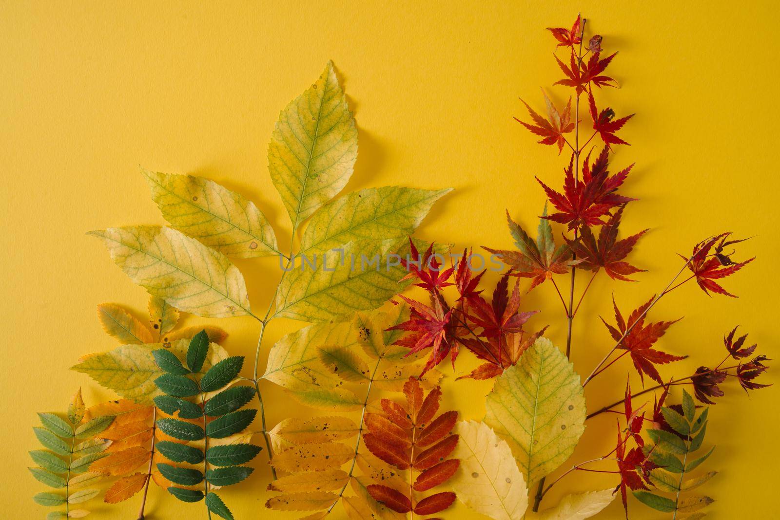 outumn bright leaves on yellow background by maramorosz