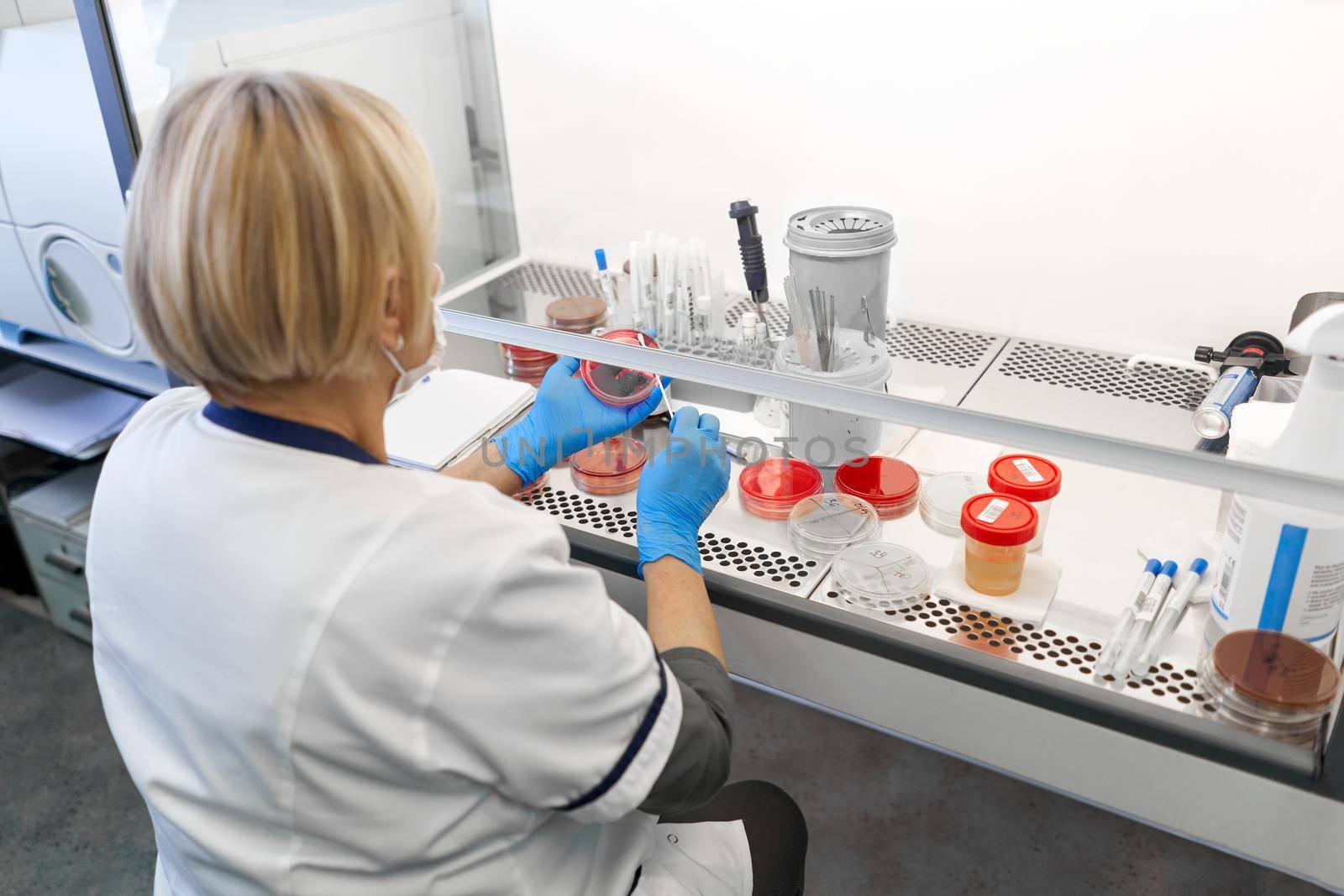 Back of a female laboratory technician working with samples of cell cultivation in an hospital lab