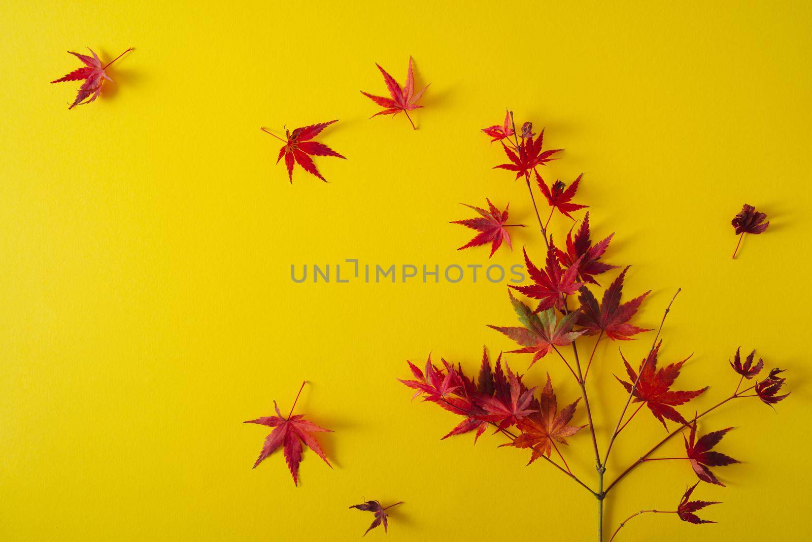 outumn bright leaves on yellow background by maramorosz