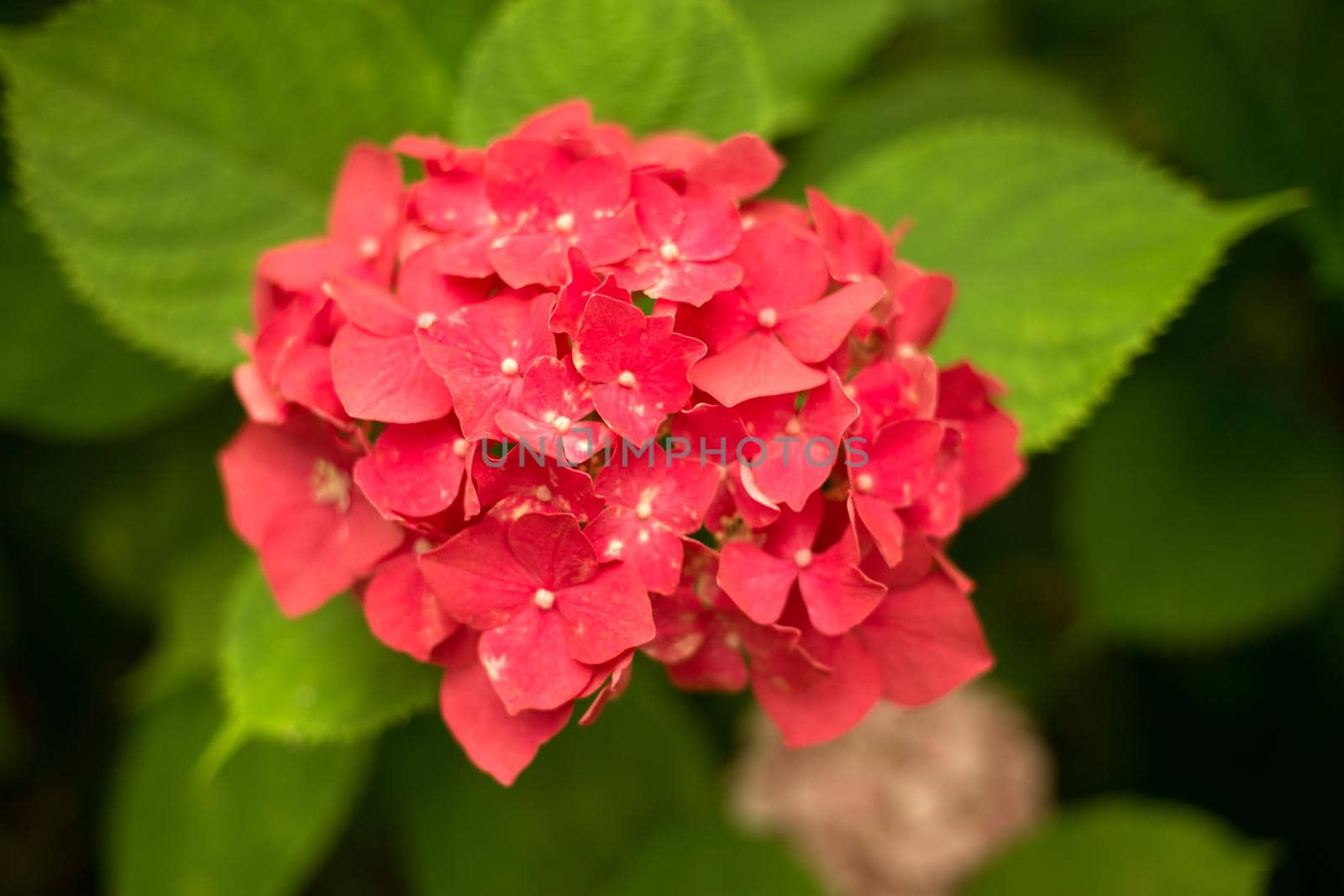 Fresh hortensia bright red flowers and green leaves background