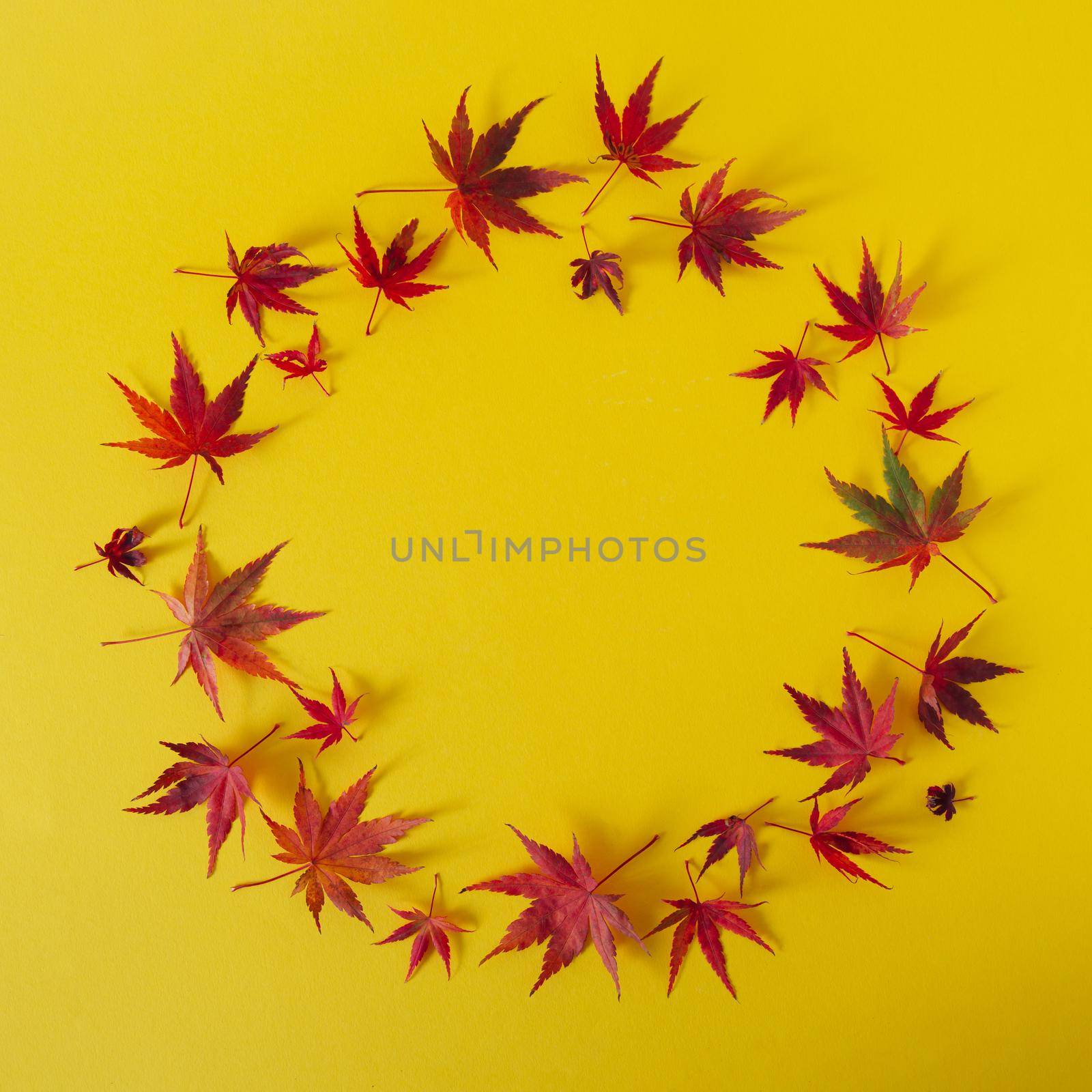 outumn bright leaves on yellow background in round shape. creative concept