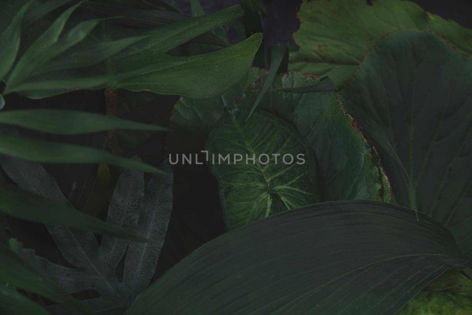 tropican green background. urban jungle by maramorosz
