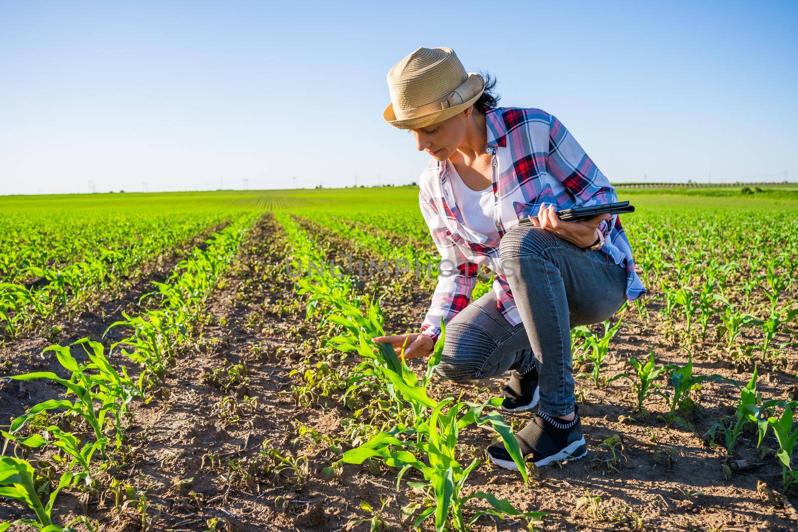 Adult woman is cultivating corn on her land. She is examining progress of crops.