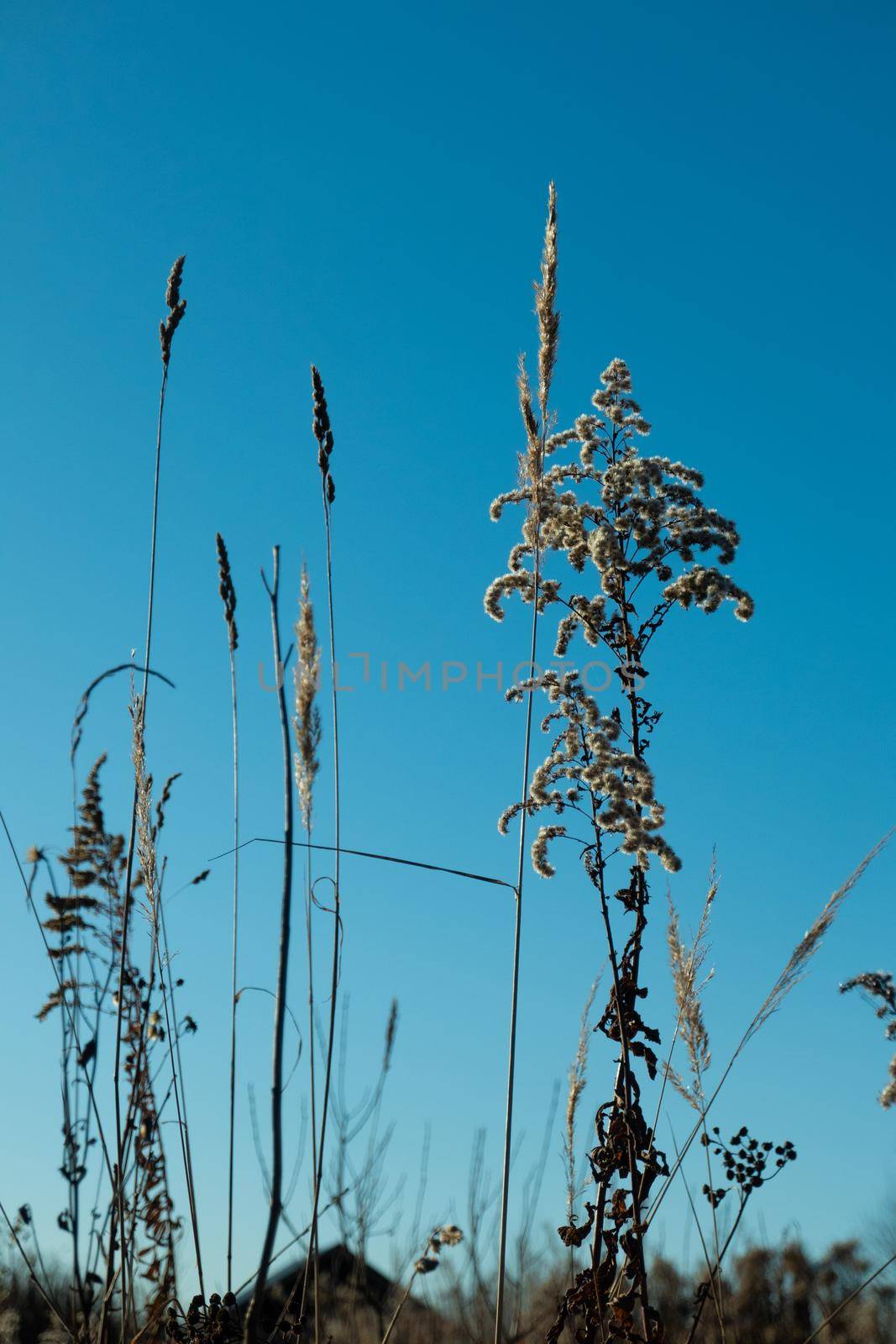 Dry reed against clear light blue sky on sunny day outdoors. Abstract natural background in neutral colors. Minimal trendy pampas grass panicles. Dying fireweed against bright autumn sky. Selective focus. High quality photo