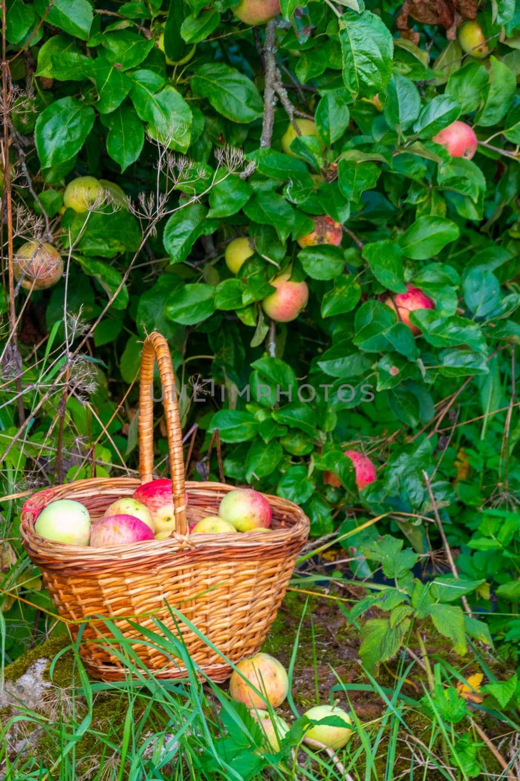 Organic apple harvest, basket of freshly harvested apples with natural blemishes and spots. Red and green freshly picked apples in basket on green grass under the apple tree. High quality photo