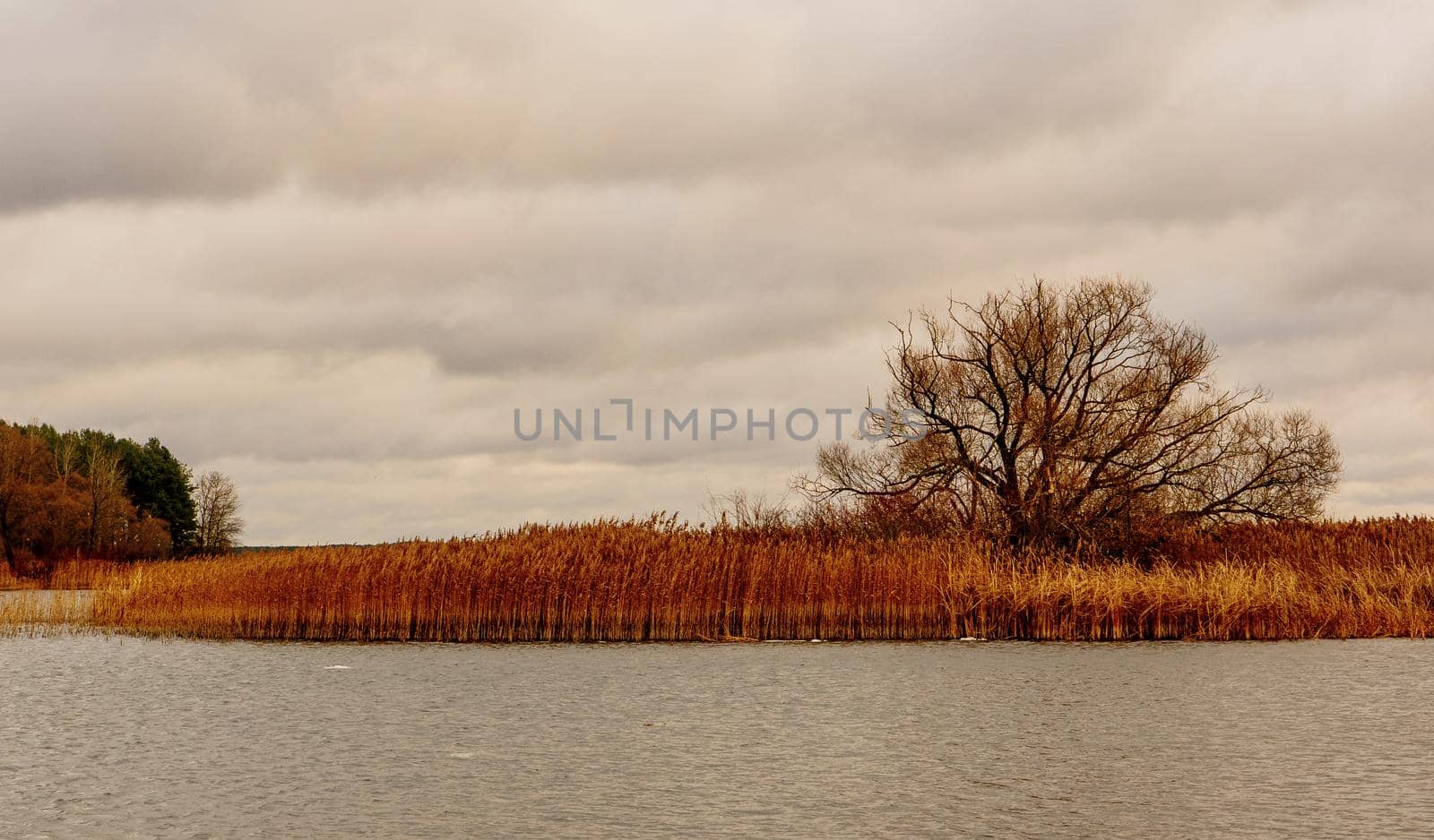 View of the river bank with autumn grass and a tree without leaves.