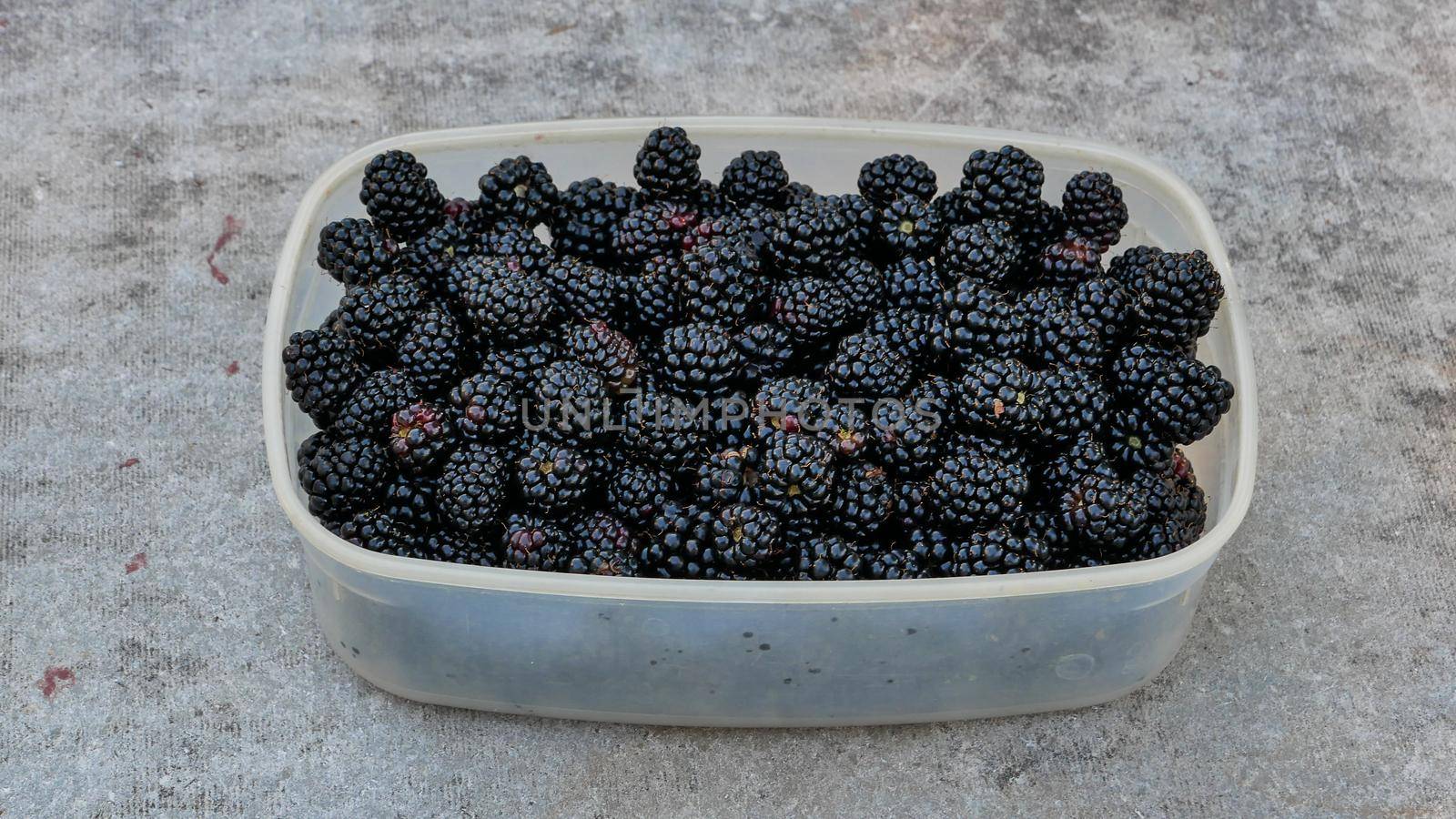 Fresh Blackberry in a plastic container on a gray background. Blackberry fruit in the open plastic container