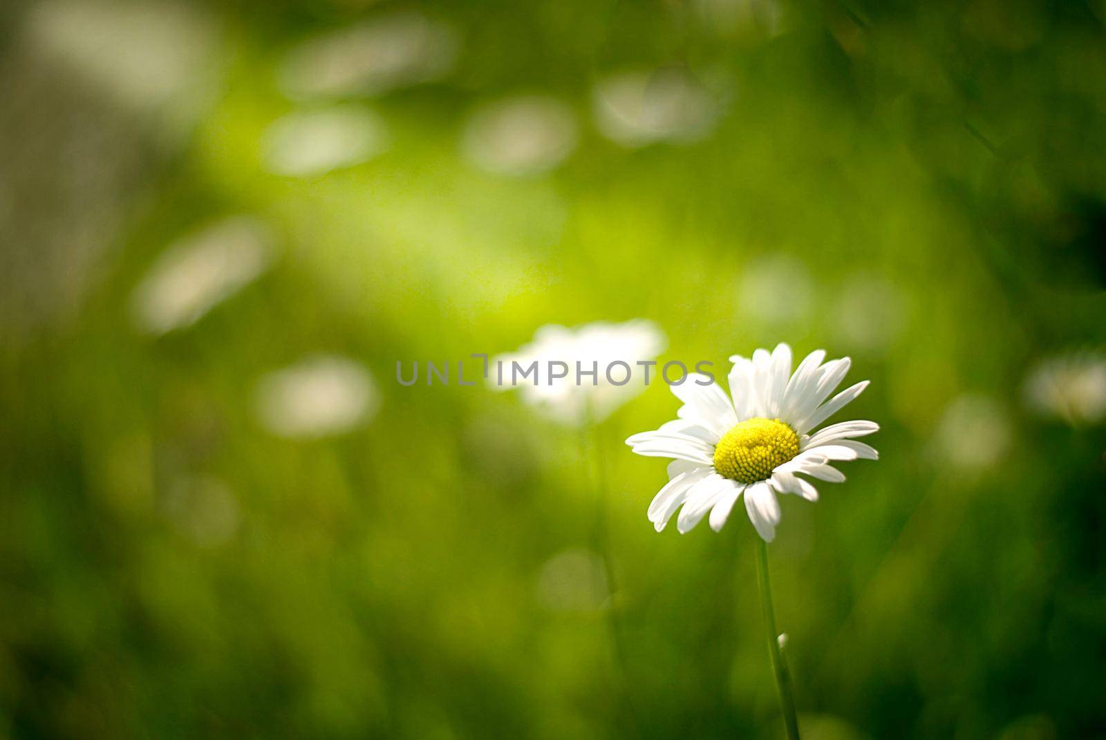 daisy in the middle of the field in the sunset. High quality photo