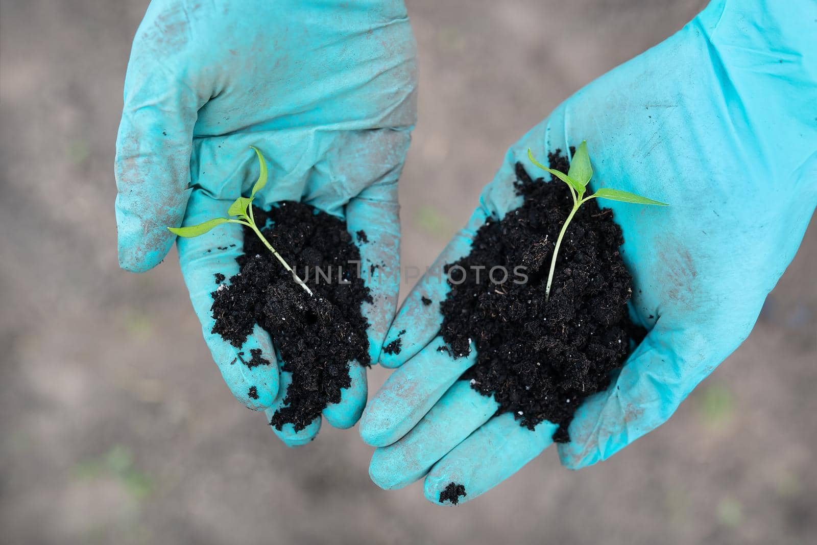 Young seedlings of pepper and tomato. The concept of gardening and seedlings. Young plant. A young girl holds seedlings in her hands. by sfinks